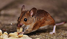 24 Hour & Emergency Exterminators in Bealsville, MD